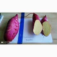 Продам батат Виницкий