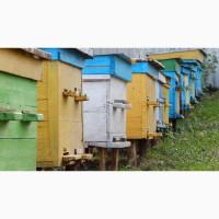 Продам Бджоли 2022р