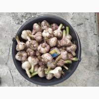 Продам часник оптом