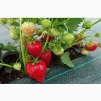 Продам клубнику (полуниця) сорт ольвія