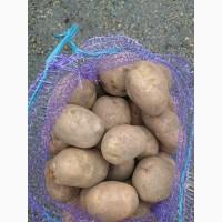 Продам картоплю велику Белла Роза (Бела Роса)