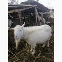 Продам козлика