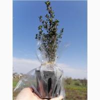 Чебрець (тим#039;ян)