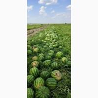 Продам Херсонский арбуз