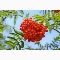 Купуємо горобину. Куплю рябину