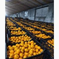 Продам мандарины оптом