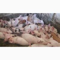 Продам поросят вага мямної породи