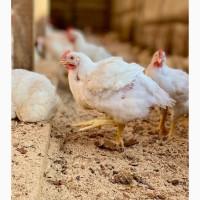 Домашні Бройлери Живою Вагою
