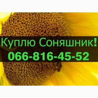 Закуповую СОНЯШНИК великим оптом!Оплата на вагах