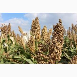 Продам сорго на корм