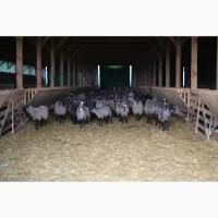 Продажа бизнеса по разведению овец