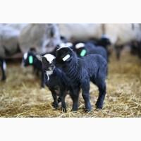 Продажа бизнеса по разведению овец
