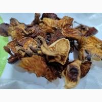 Продам сушений і маринований гриб фламуліну