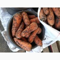 Продам товарну моркву