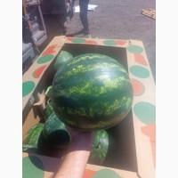 Кавун Македонія