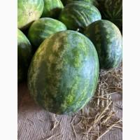 Продам кавун «Карістан» оптом