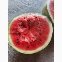 Продам кавун «Карістан» оптом