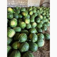Продам кавун «Карістан» оптом