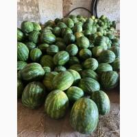 Продам кавун «Карістан» оптом