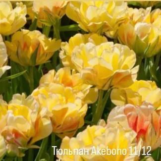 Тюльпани набір 10 шт цибульки