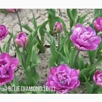 Тюльпани набір 10 шт цибульки