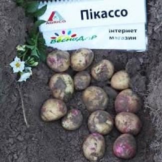 Куплю насіннєву картоплю від тон 20 тонн, по всій Україні