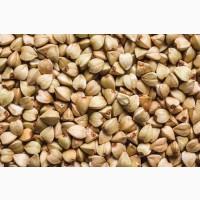 Гречка оптом від 5 тонн