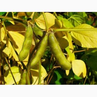 Закуповуємо сою 1-2ф