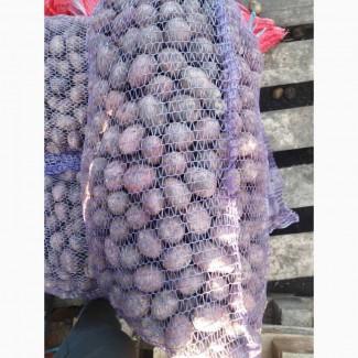 Продам посадочный картофель