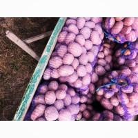 Продам картоплю сорт Беларосса