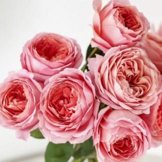 Саджанці англійських піоноподібних троянд Романтик Антик