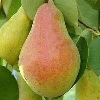 Закуповуємо груші оптом! Київ та область