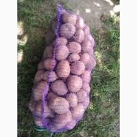 Продам домашню товарну картоплю