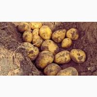 Насіннєва картопля Саншайн Хмельницька область купити, роздріб від 10 кг