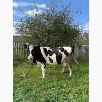 Продам корову