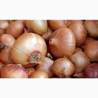 Продам ЦИБУЛЮ ріпчасту