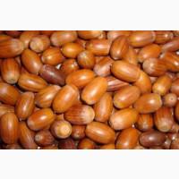 Продам свіжий жолудь 2025 дуба звичайного