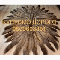 Купуємо шкіри куниці