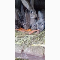 Кролики, Бельгійці, Фландри, 3м, Вінницька обл, Він-й р-н