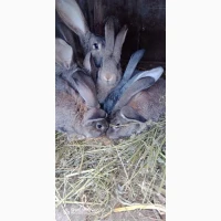 Кролики, Бельгійці, Фландри, 3м, Вінницька обл, Він-й р-н