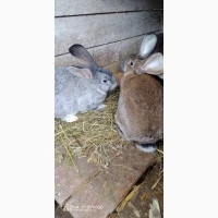 Кролики, Бельгійці, Фландри, 3м, Вінницька обл, Він-й р-н