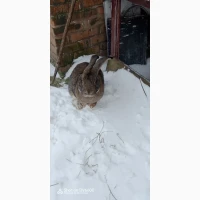 Кролики, Бельгійці, Фландри, 3м, Вінницька обл, Він-й р-н