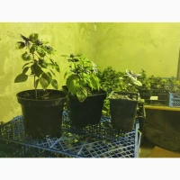Продам базилік у горщику