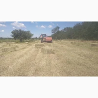 Продам сіно суданки