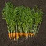 Продам заморожена морква кубик оптом від 5 тонн овочевий кубик для HoReCa Полтавська обл