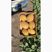 Диня оптом соковита та ароматна. Прямі поставки з поля