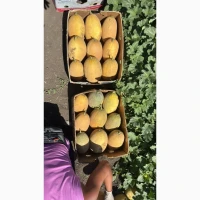 Диня оптом соковита та ароматна. Прямі поставки з поля