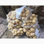 Партія в наявності картопля на палетах або у сітці оптом від 5 тонн Вінницька обл