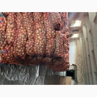 Продам лук сорт Штутгарт