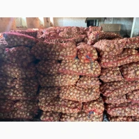 Продам лук сорт Штутгарт